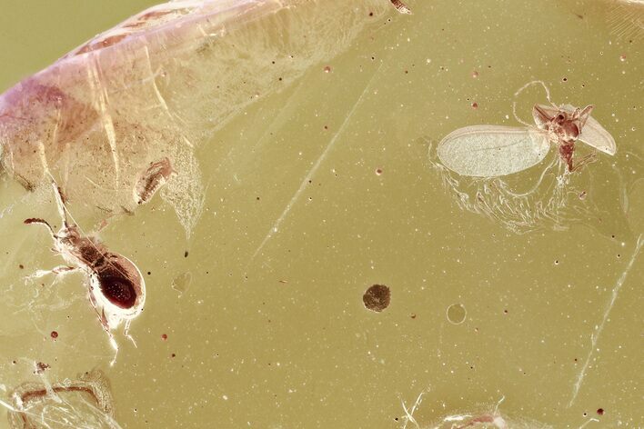 Fossil Ant-Like Stone Beetle and Winged Scale Insect in Baltic Amber #321760
